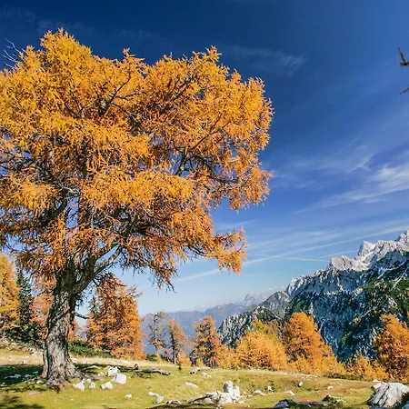 Goldenfields Lägenhet Kranj