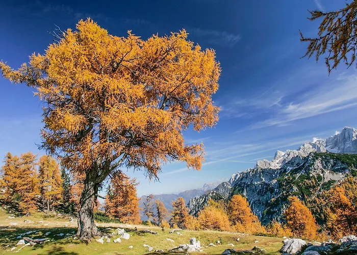 Goldenfields דירה קראנז'