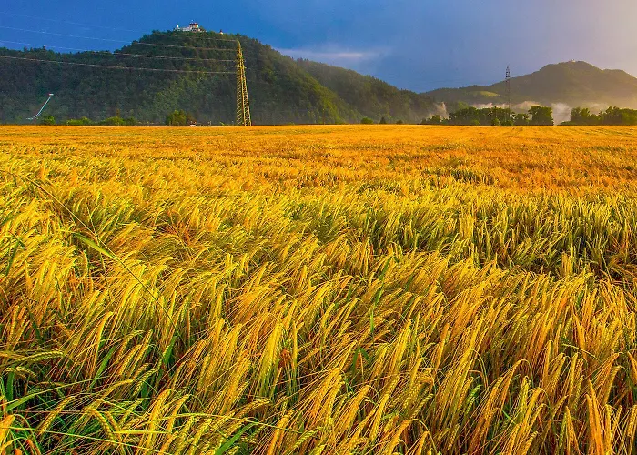 Goldenfields דירה